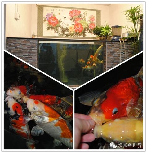 養鯉魚|缸養錦鯉五大技巧：打造健康活潑的水族寵物